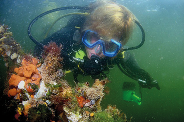 oosterschelde duiken